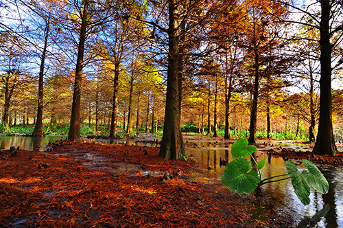 Herbstfarben (Foto: Tourismusamt Taiwan)