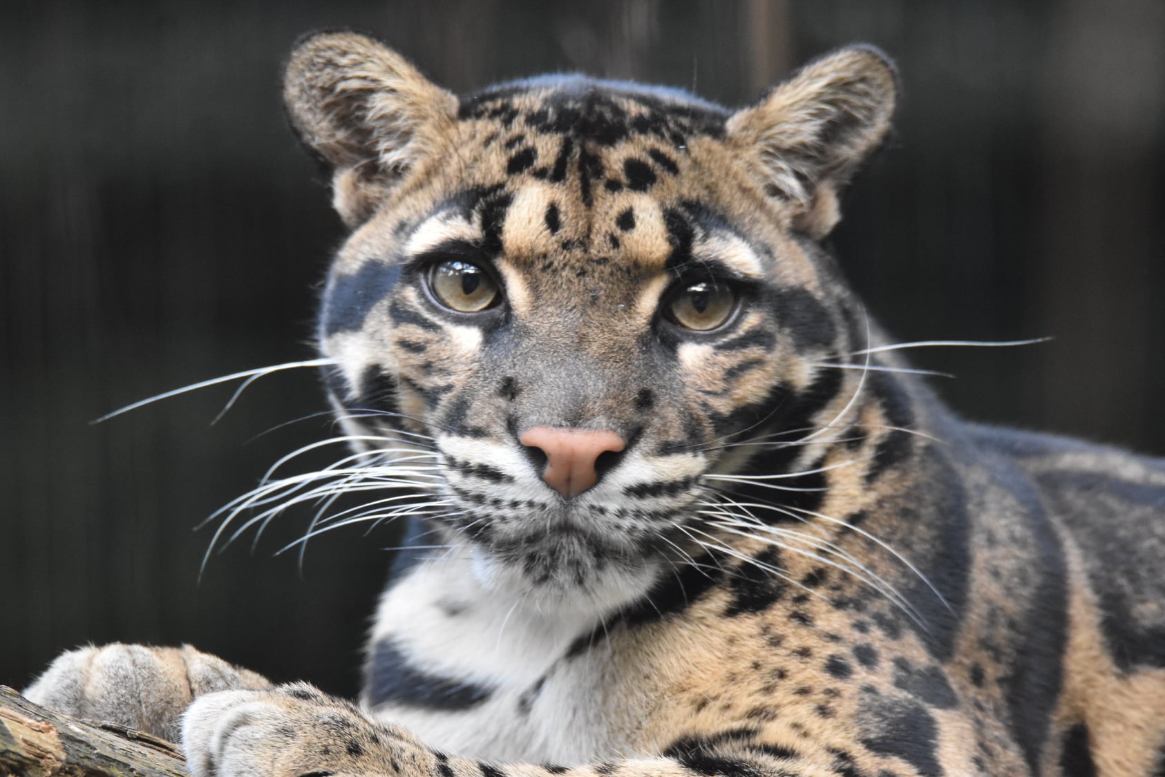 Nepelparderdame Suki im Taipeier Zoo. 2016 ist sie aus dem Wuppertaler Zoo gekommen. (Foto: 張欽嵐)