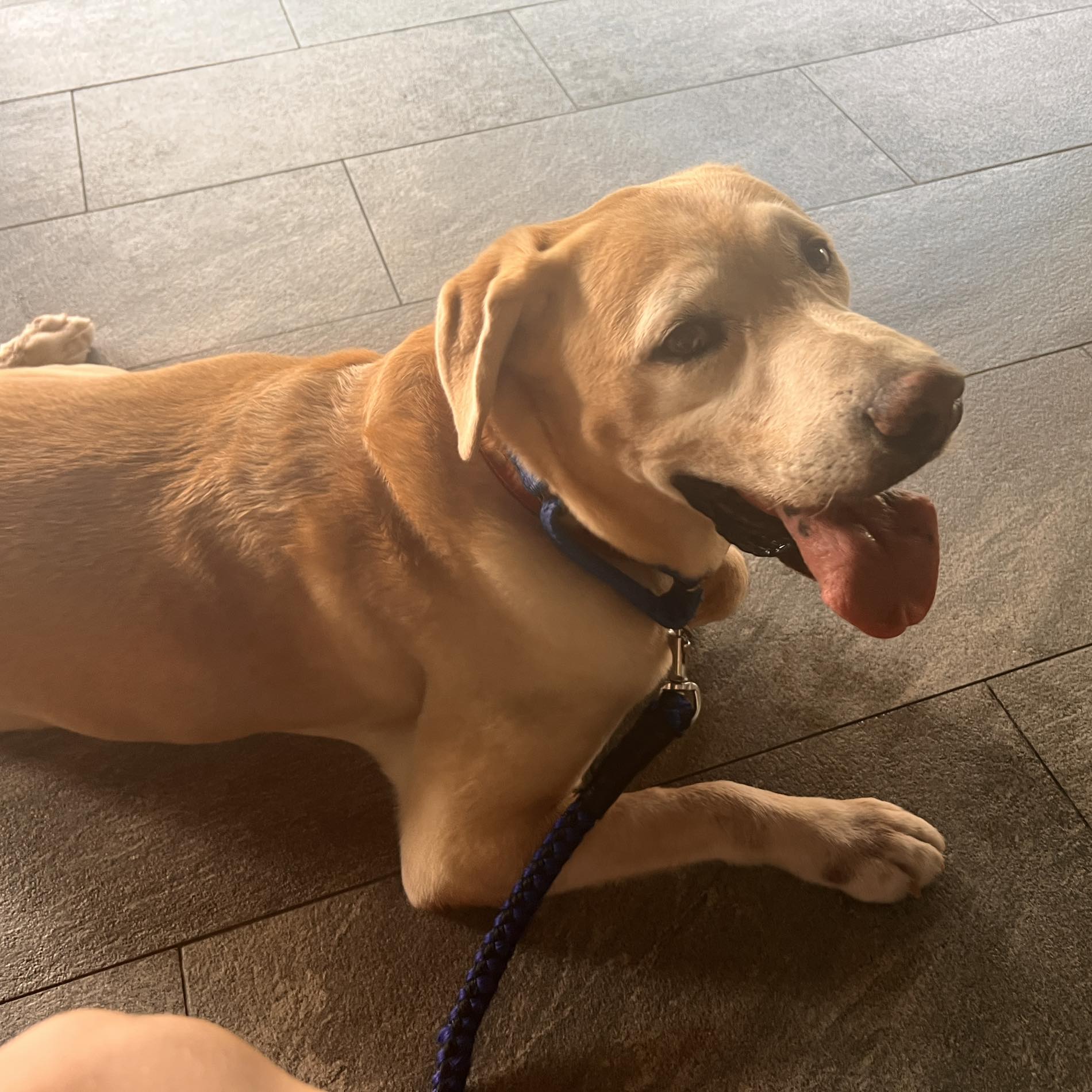 Labrador Bond, pensionierter taiwanischer Zollhund, der von Christiane Blohm und ihrem Mann adoptiert wurde (Facebook @WuffBond)