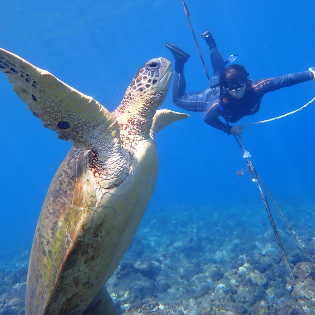 Schnorcheln mit Meeresschildkröten auf Xiaoliuqiu