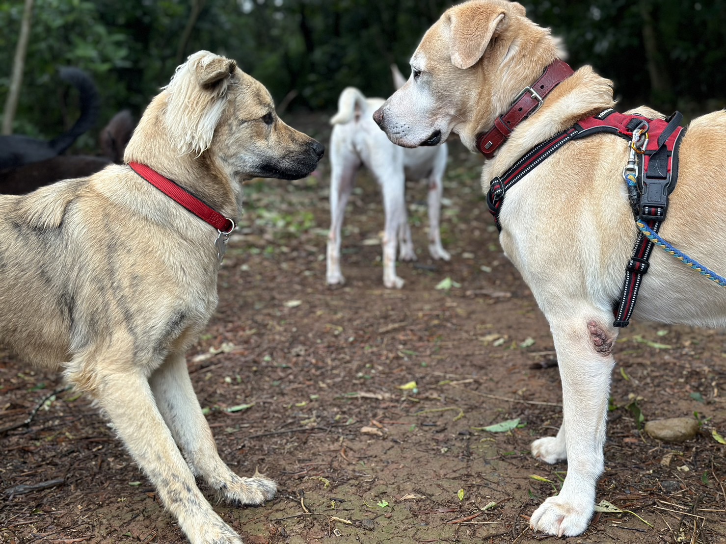 Wuff, und wer bist du? (Foto: Team XiaoBai)