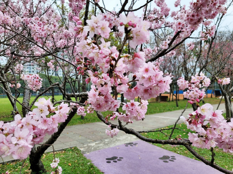 Kirschblüten in einem Park in New Taipei City (Foto: CNA)