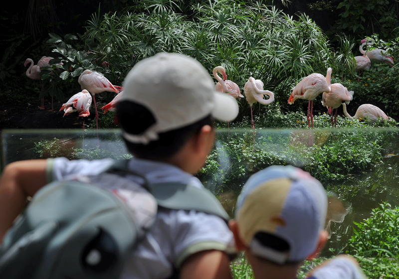 Die Besucher des Taipeier Zoos werden am Eingang direkt von Flamingos begrüßt. (Foto: CNA)