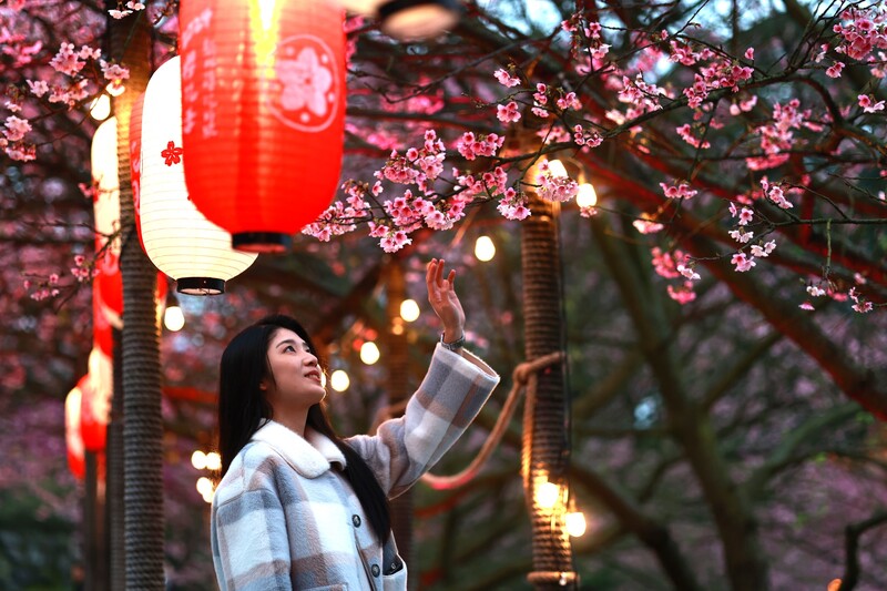 Das Frühlingsfest ist auch die Zeit von Frühlingsspaziergängen unter Kirschblüten (Foto: New Taipei City, CNA)