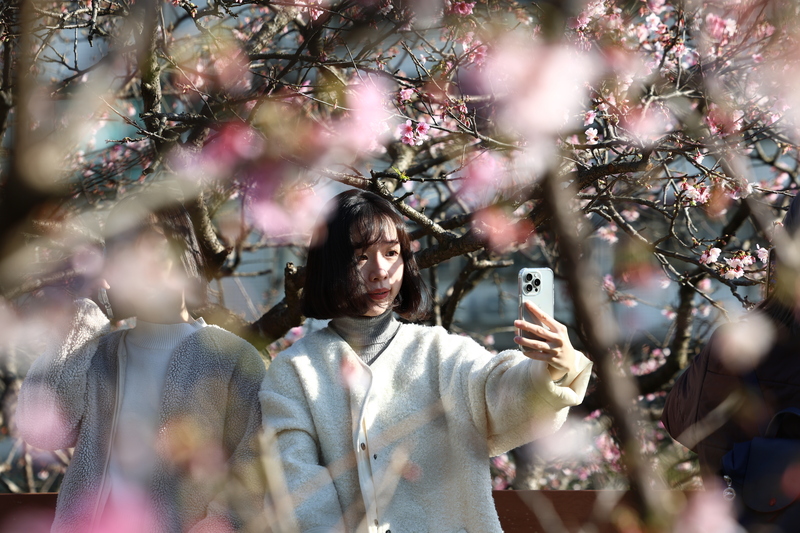 Selfie inmitten von Kirschblüten im Lohas Park im Bezirk Neihu in Taipei (Foto: CNA)