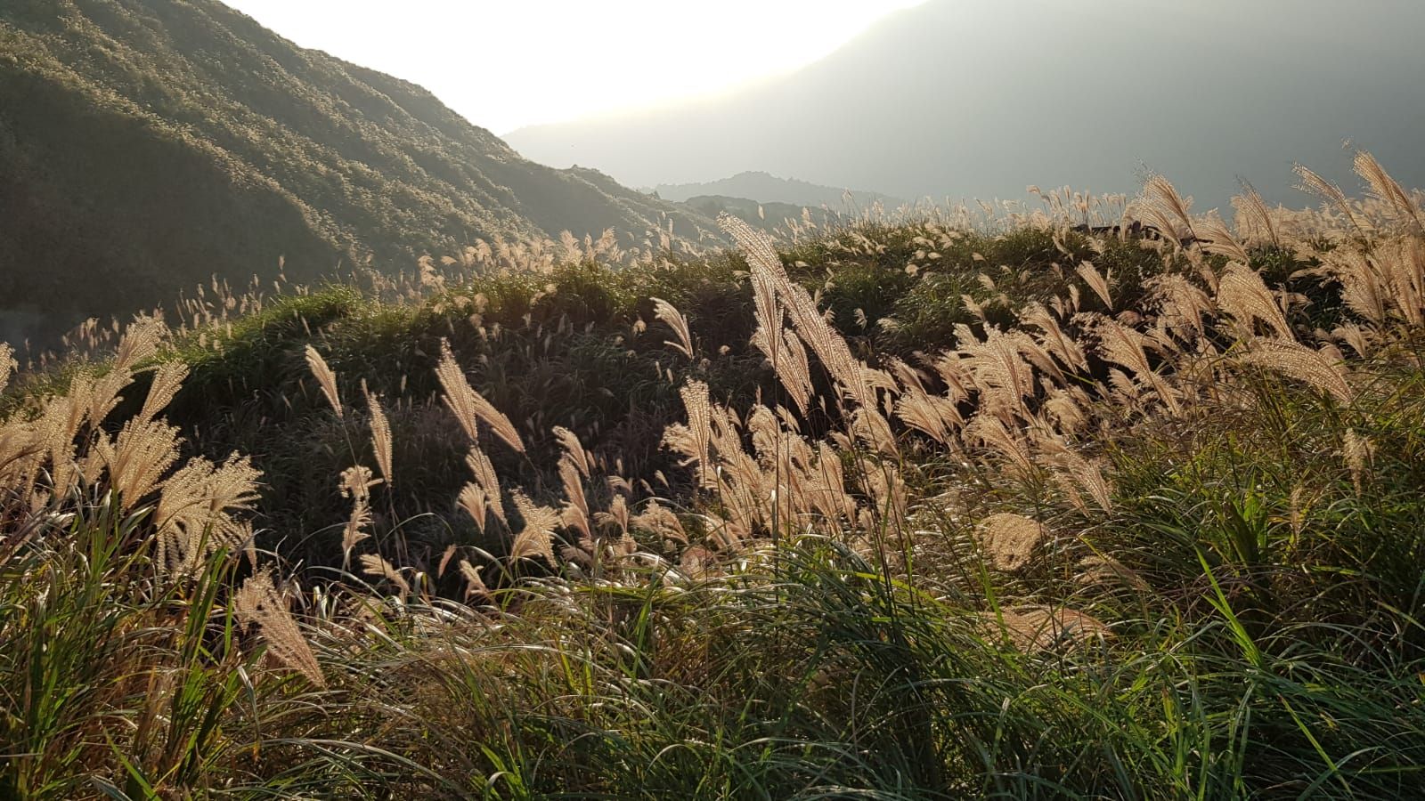 Typisches Silbergras auf der Datun Vulkangruppe (Foto: Shangning)