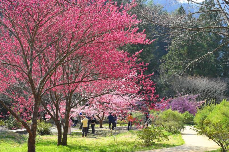 Kirschblüte auf der Wuling Farm in Zentraltaiwan (Foto: Wuling Farm, CNA)