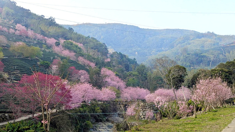 Kirschblüte in Caoling im Landkreis Yunlin (Foto: Landkreis Yunlin, CNA)