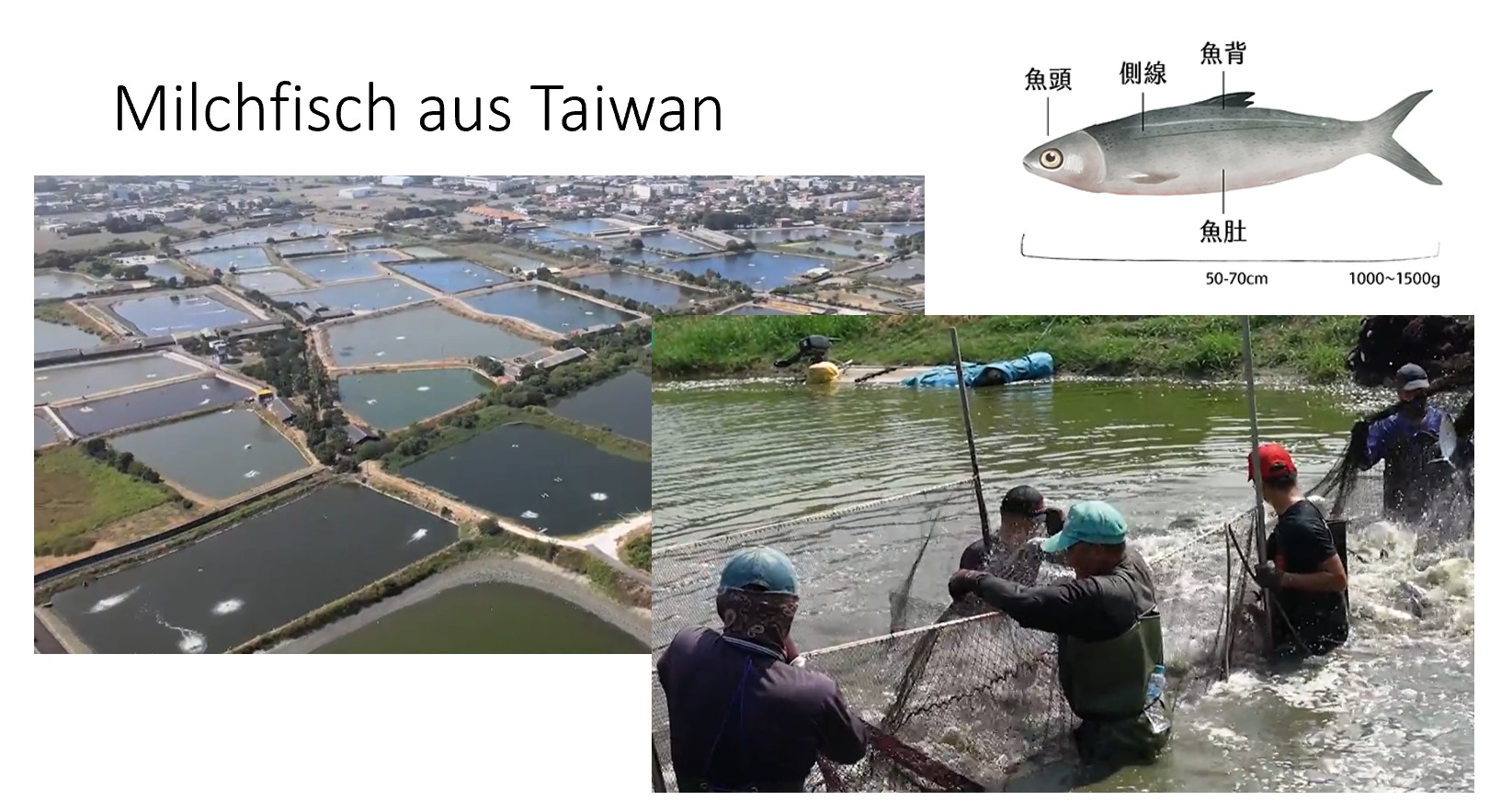 Milchfisch aus Taiwan