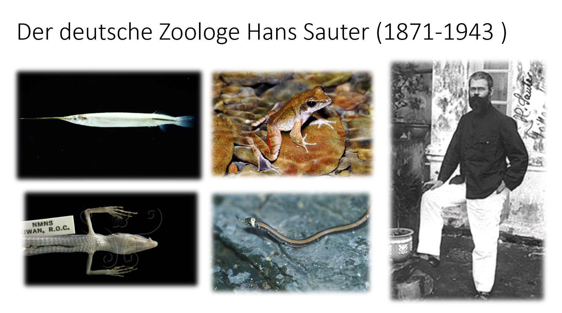 Der deutsche Zoologe Hans Sauter