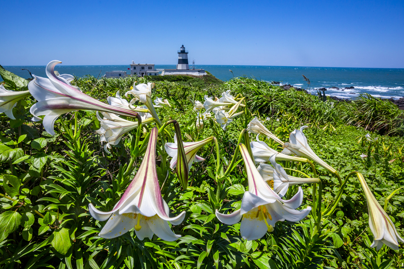 Lilienblüte an der Nordküste (Foto: Tourismusbüro)