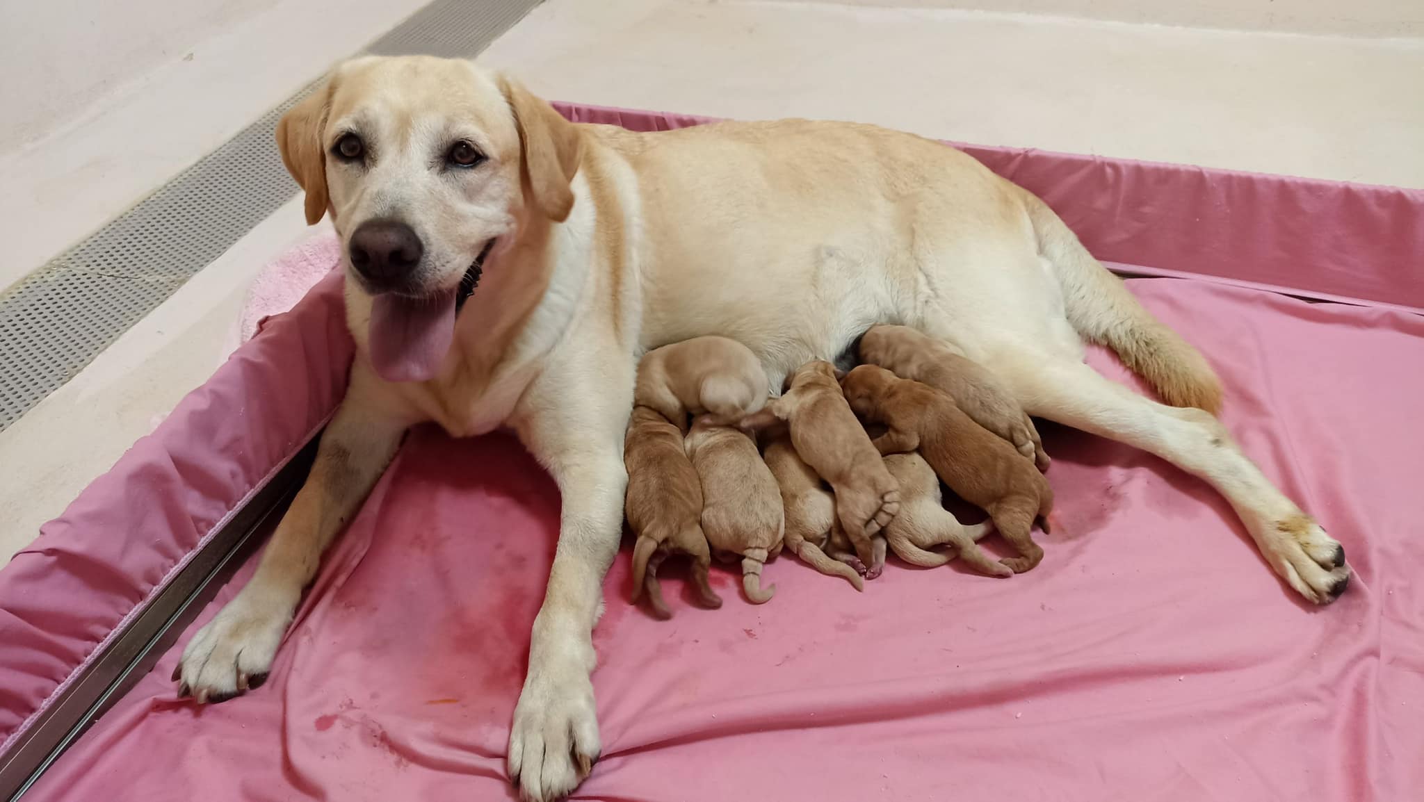 Hundemama Gene mit einer potenziell neuen Generation von Servicehunden in Taiwan (Facebook: 海關緝毒犬)