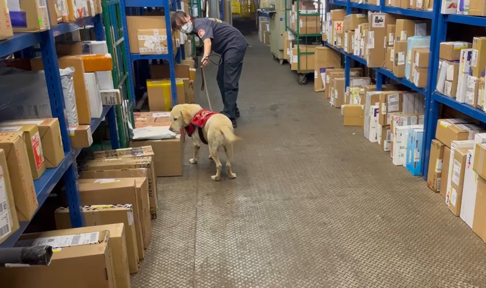 Zollhund Kitty bei der Arbeit (Facebook: 海關緝毒犬)