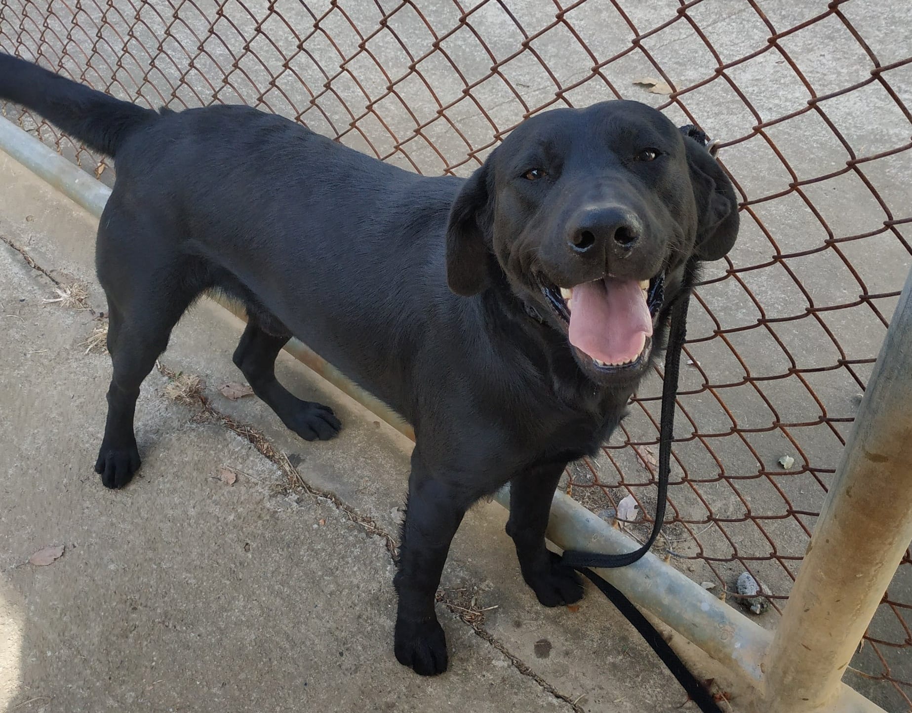 Nicht alle dort gezüchteten Hunde eignen sich für eine Beamtenlaufbahn als Servicehunde. Diese haben dieselben Pflege- und Trainingseinheiten durchlaufen und suchen natürlich auch eine Adoptionsfamilie - das hier ist Uno. (Facebook: 海關緝毒犬)