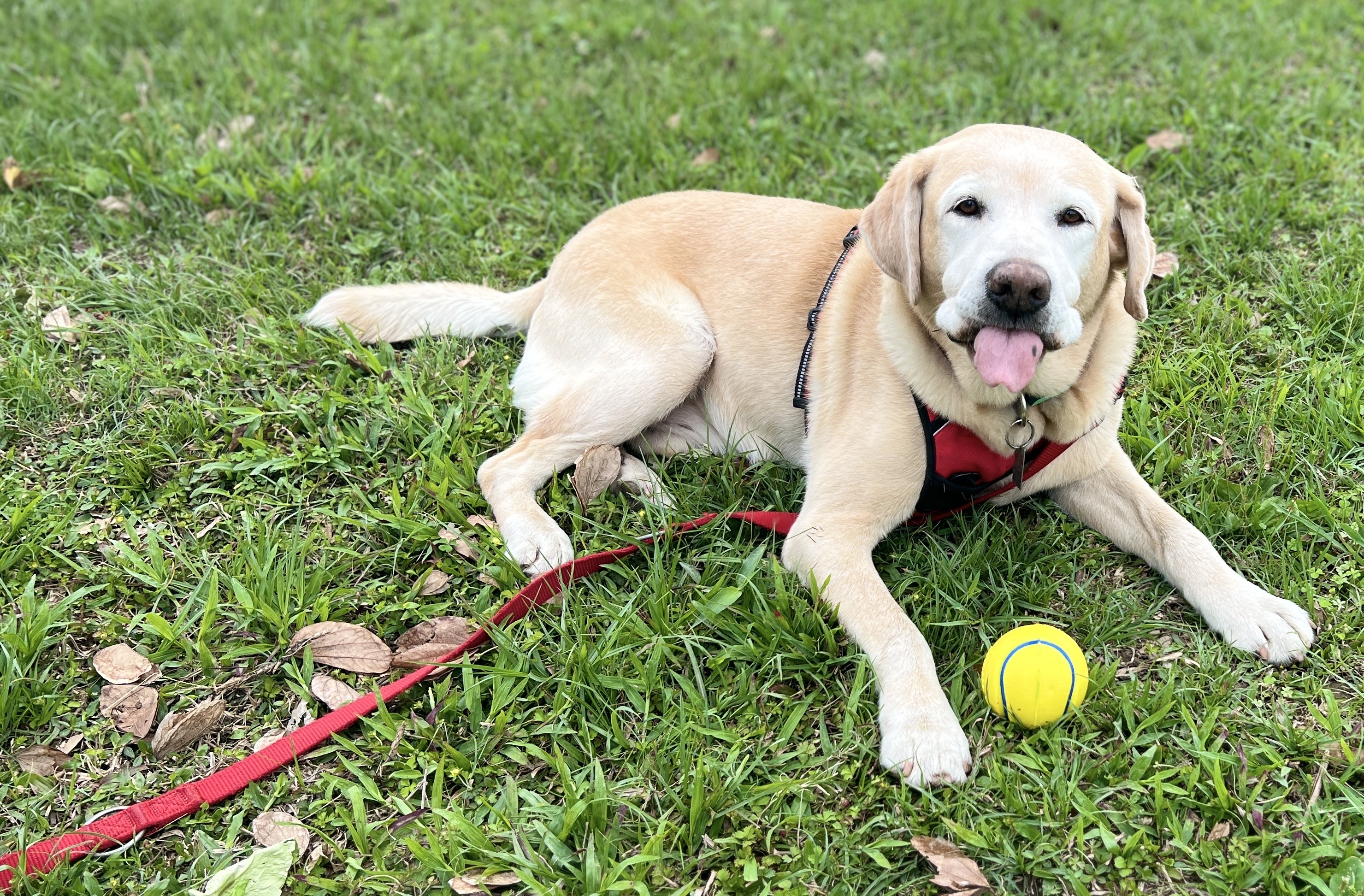 In Taipei und New Taipei City gibt es viele ausgewiesene Hundeparks, die umzäunt sind und den Hunden größengerechte Spielplätze und Hundetreffs ermöglichen. (Foto: Christiane Blohm)