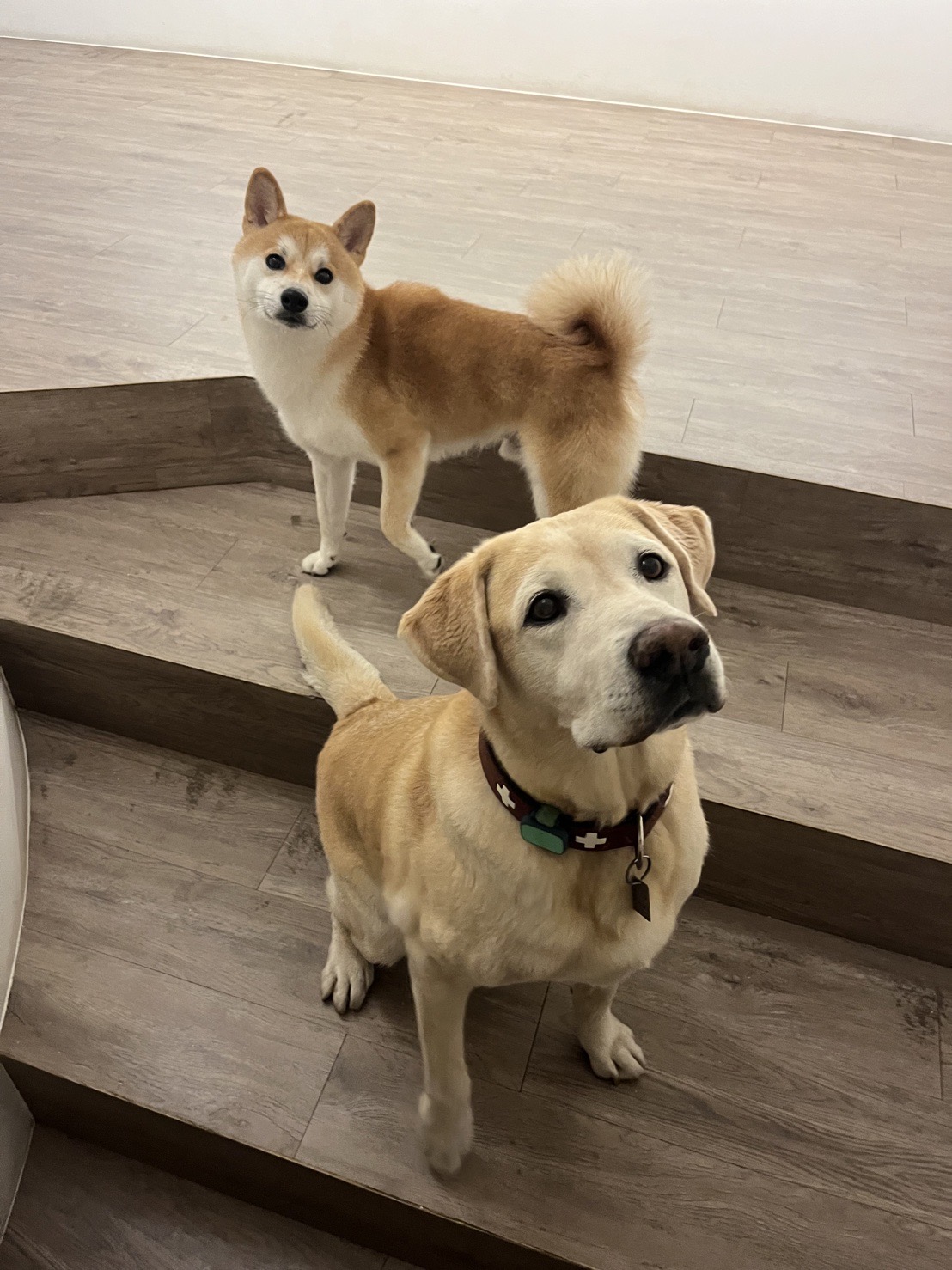 Es gibt viele verschiedene Hundehotels in Taiwan. (Foto: Christiane Blohm)