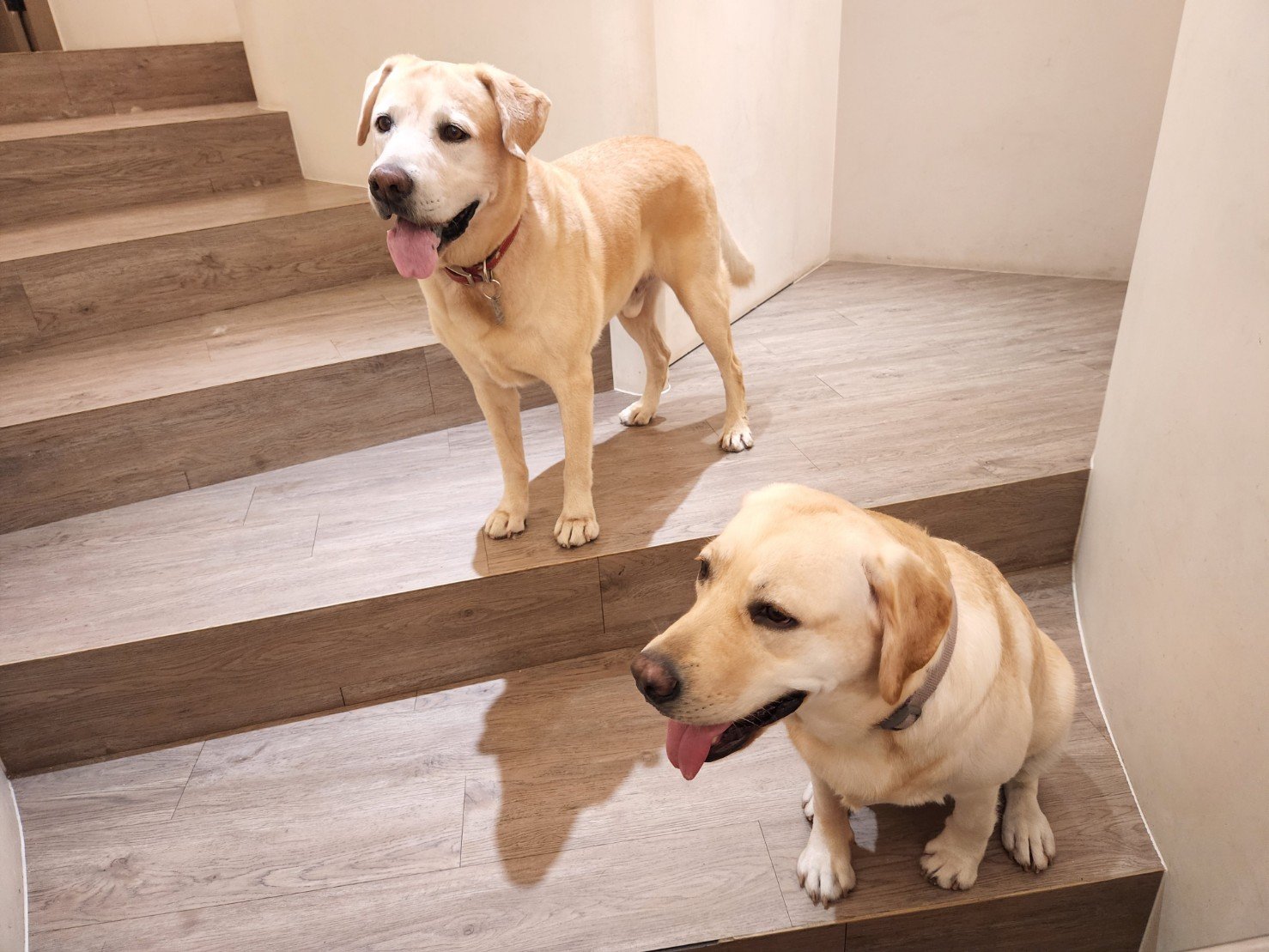 Wer ist jetzt wer? (Foto: Woofhotel)