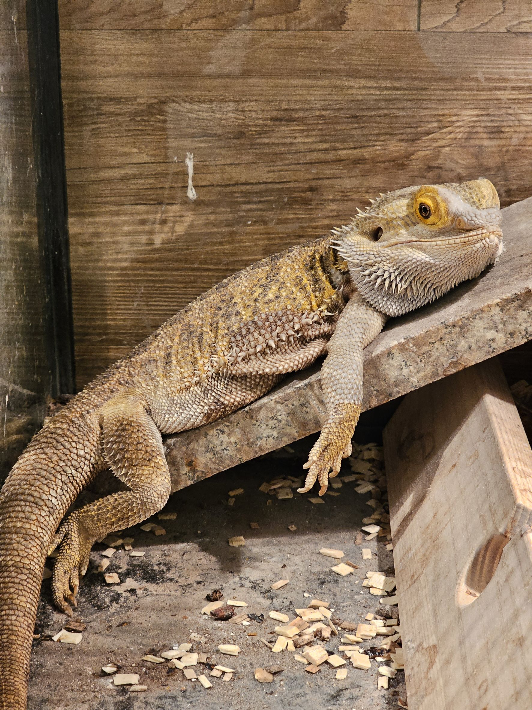 Der coolster Bewohner – die Bartagame. (Foto: Shangning Postel-Heutz)