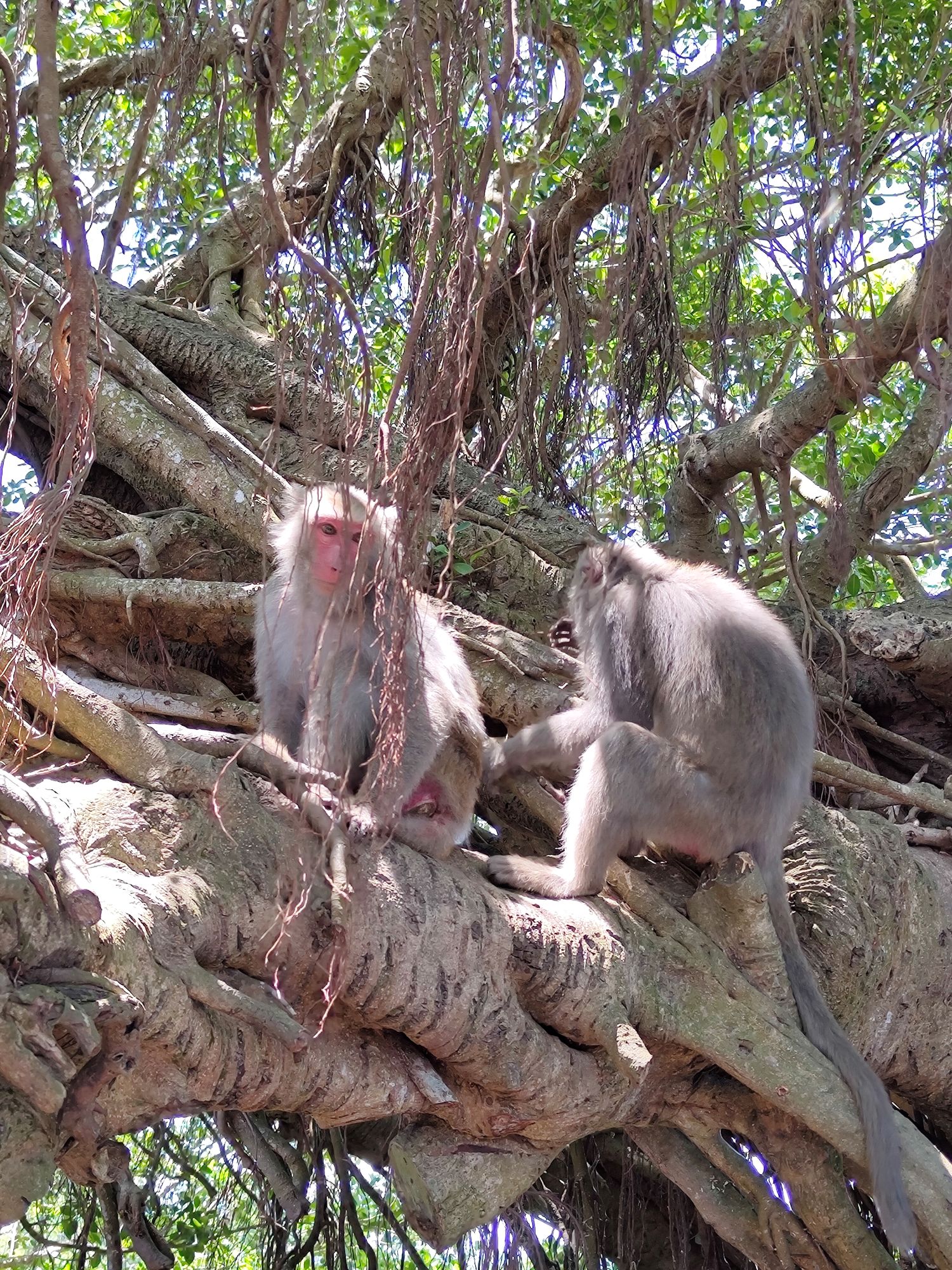 Makaken auf dem Shoushan, dem 'Affenberg' (Foto: Frederik Springmann)