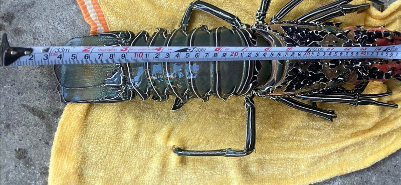 Lobsters were found to be smuggled from Taiwan to China (Photo: CNA)