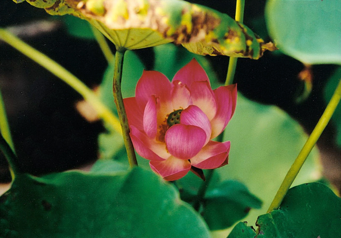 An open reddish pink lotus flower rises from the surface of a muddy pond. In traditional folklore, the lotus may symbolize continuity, love, or harmony (Photo: Naomi Hellman).