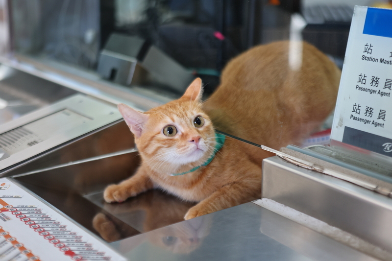 Mikan has amassed a large fanbase. (Photo: CNA)