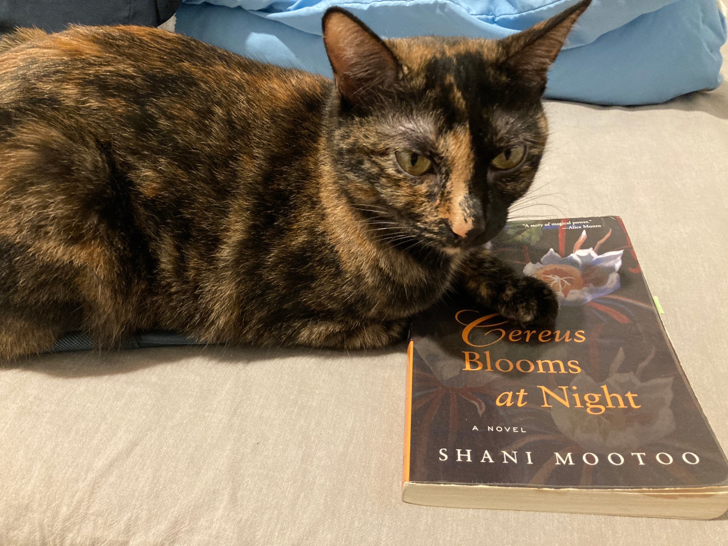 Cereus Blooms at Night: Shared Queerness episode artwork