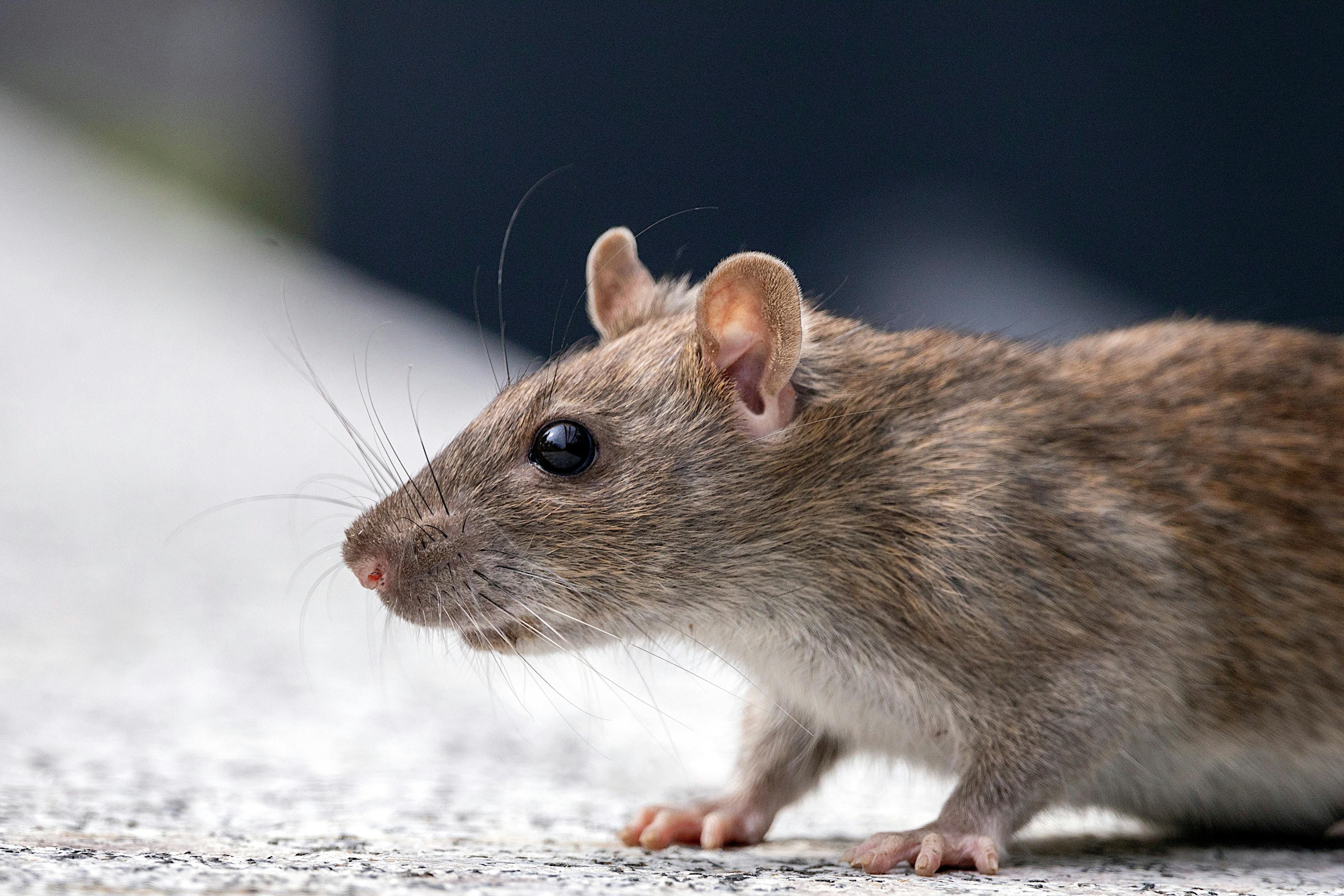 Humans are only the second deadliest animals in the world... What could be the first? | Ep2