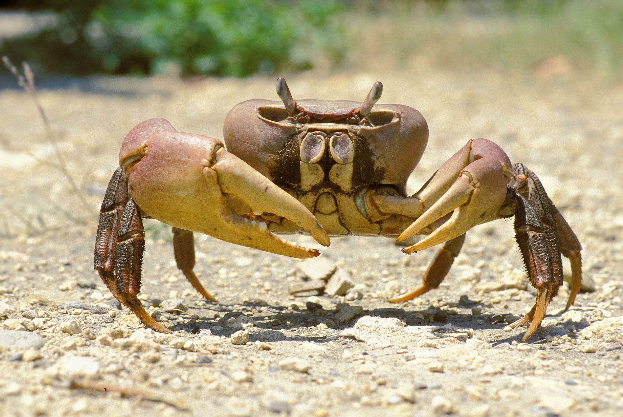 Taiwanese crabs that live on land! | Ep6