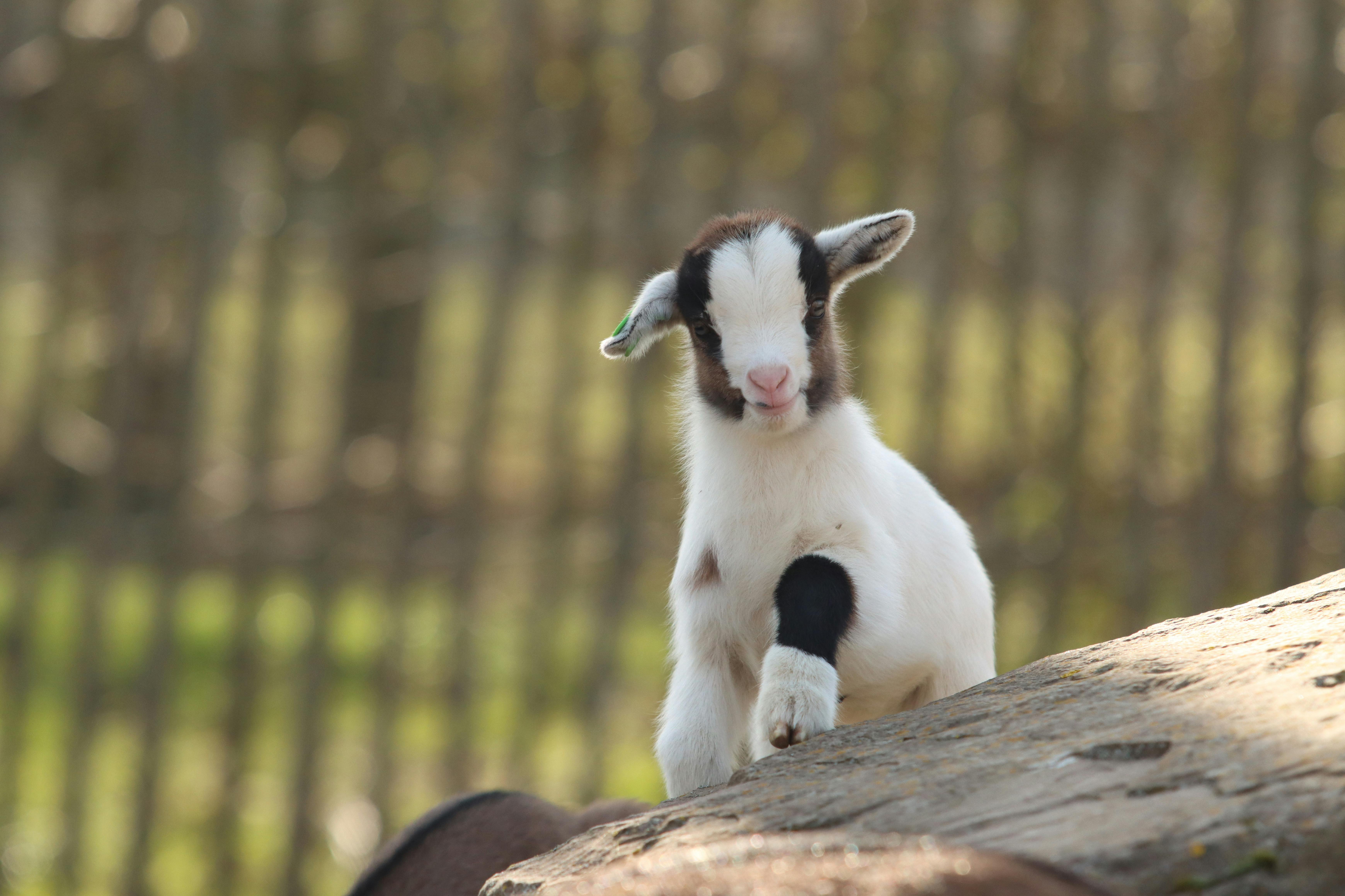 Goats most effective way to clear farmland | Ep7