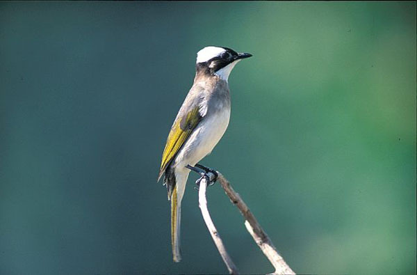 Bird-window collisions in Taiwan: A serious issue often overlooked | Ep8