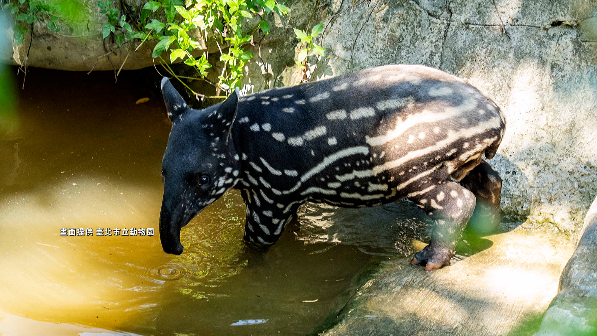 A picture of Limulu, Taipei Zoo's nearly two-month-old Malayan tapir calf. (Photo: Taipei Zoo, via CNA))