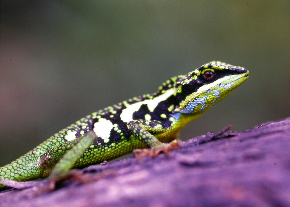 It's easy to spot wild reptiles in Taiwan | Ep13