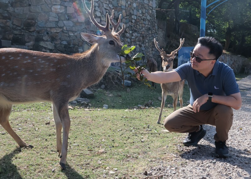 Two Formosan sika deer a gift for China and a symbol of