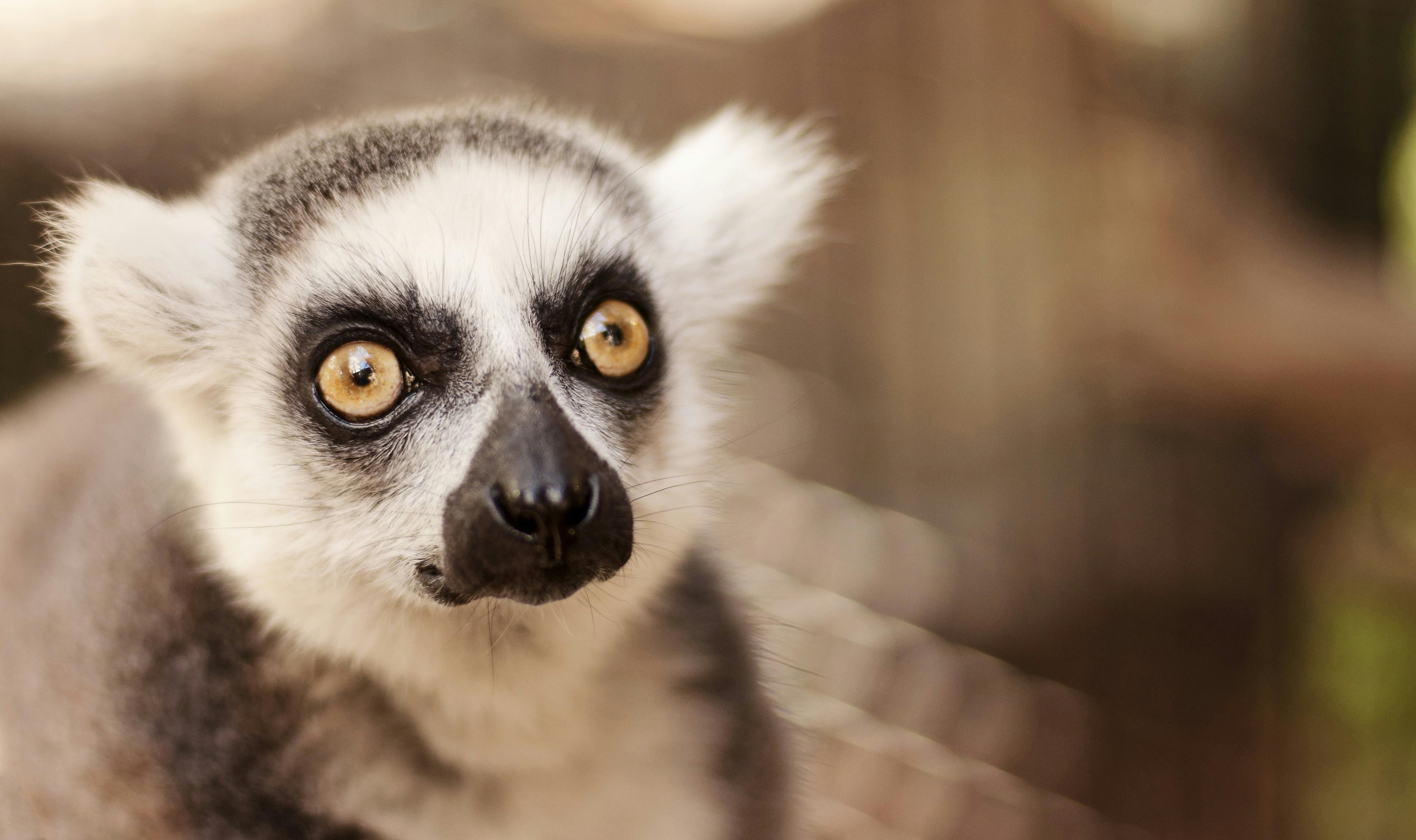 Yes, you're a primate, too. | Ep17