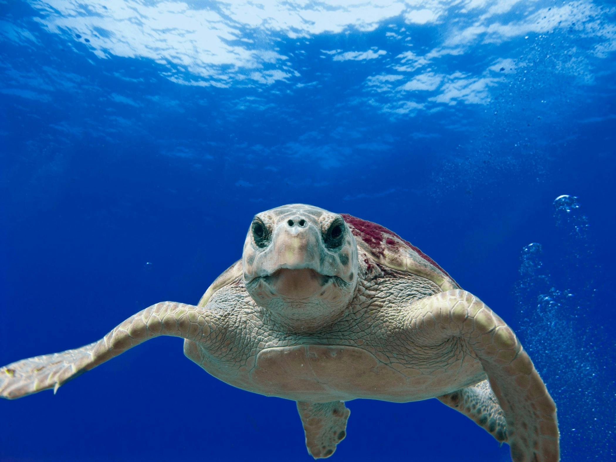 Sea turtles return to the ocean in Penghu | Ep18