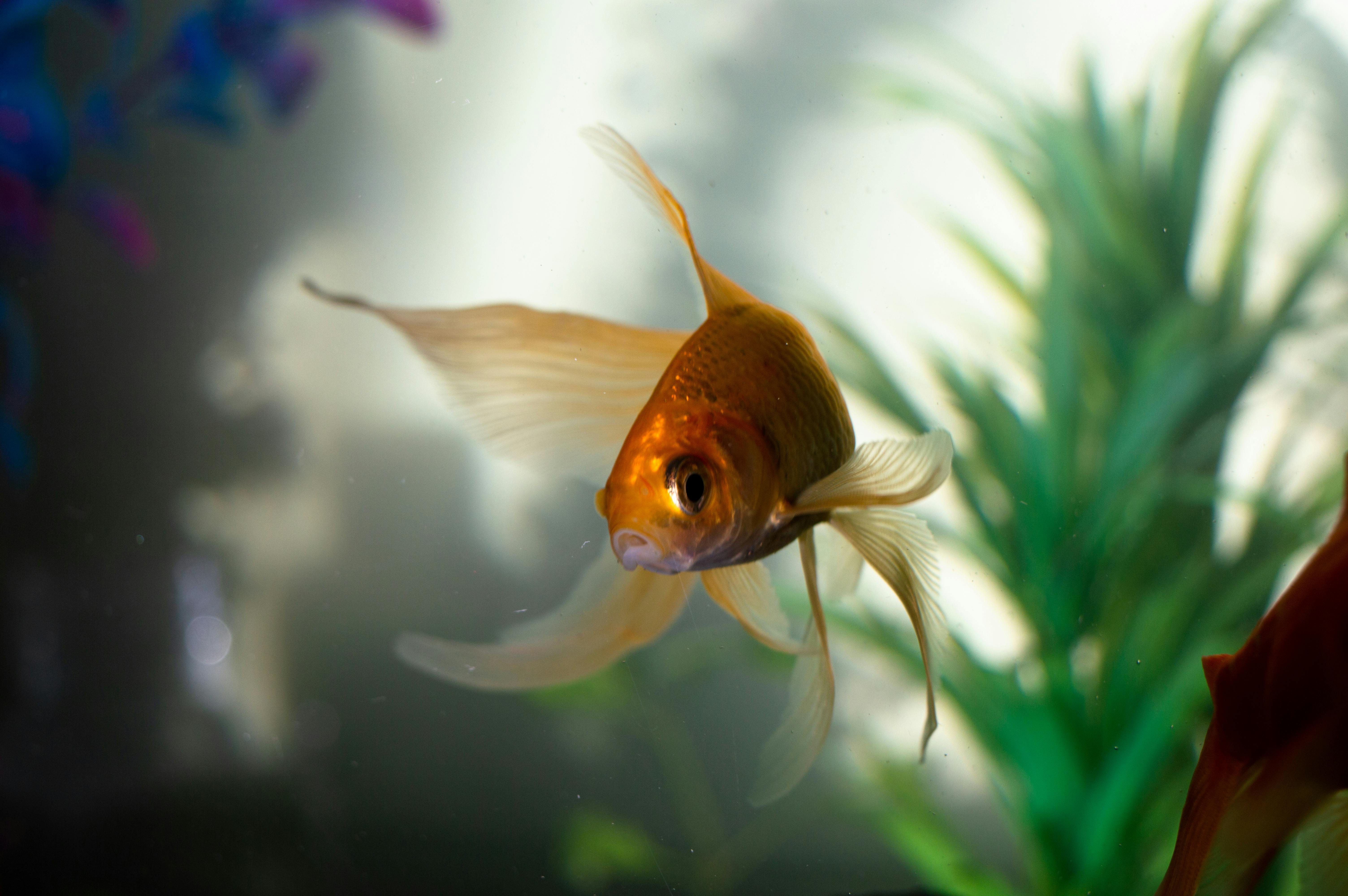 Playing God: What it means to be an aquarist | Ep23