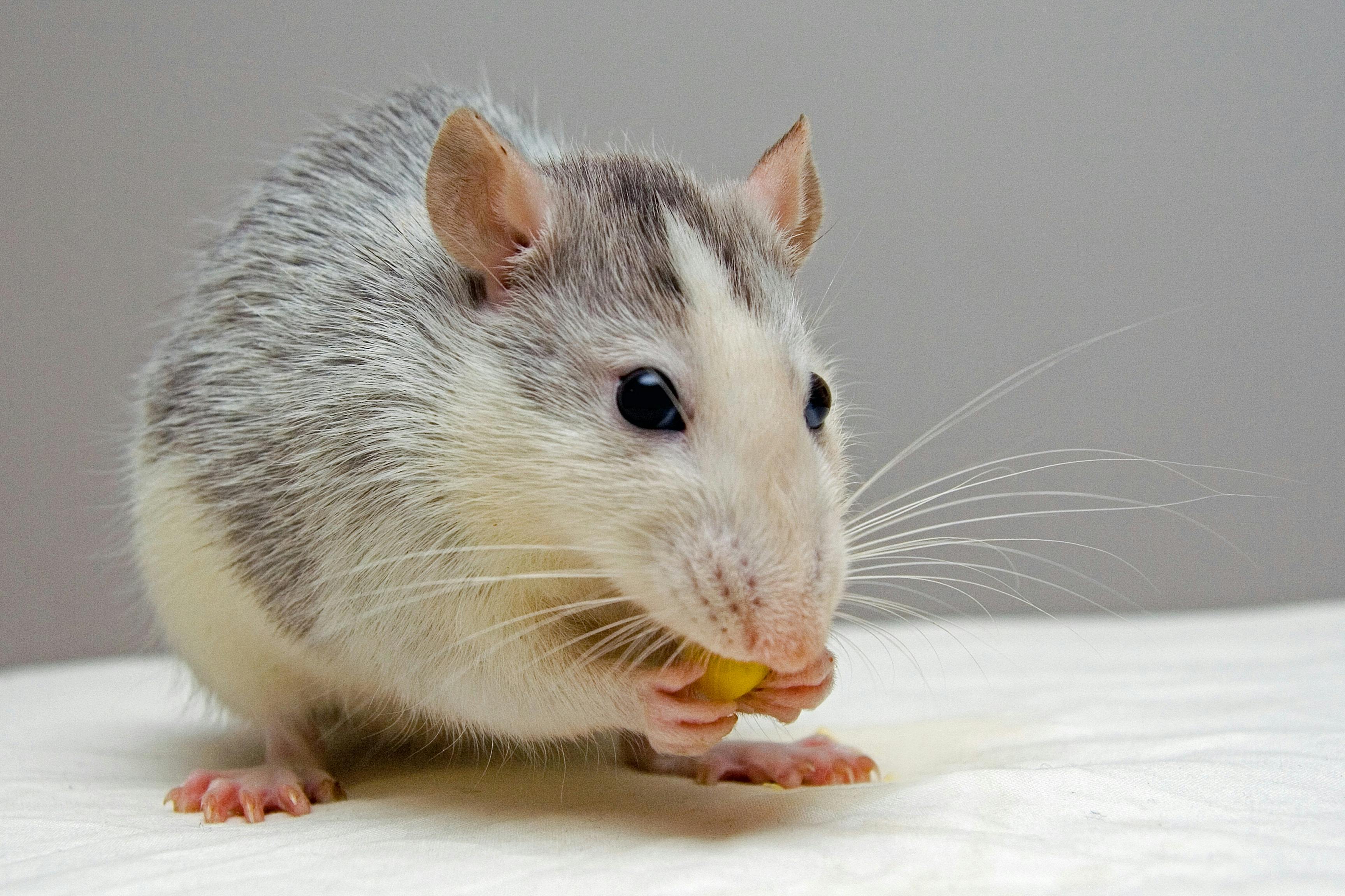 Rat ownership: An underrated cuddly companion | Ep22