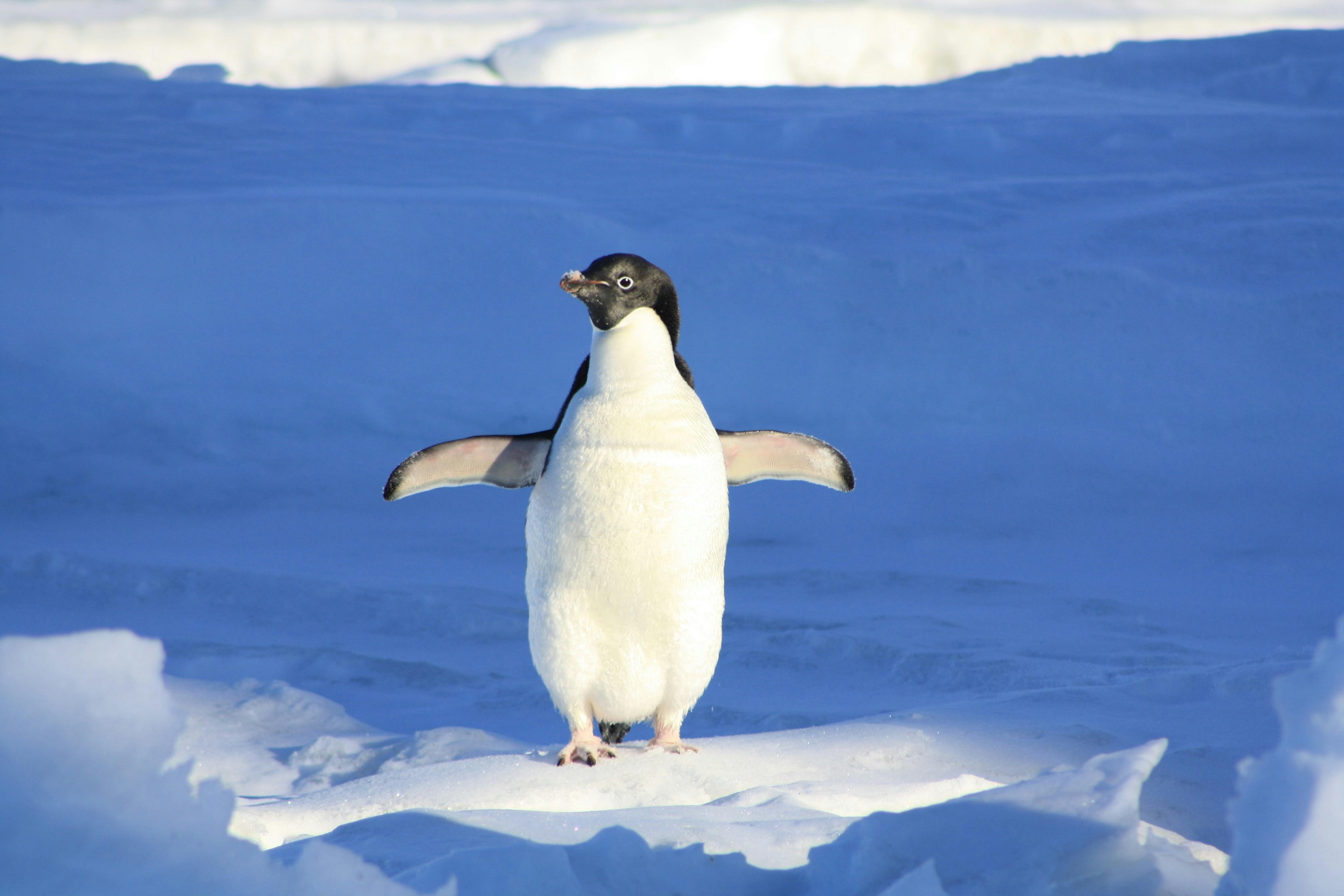 Why penguins' feet don't freeze | Ep24