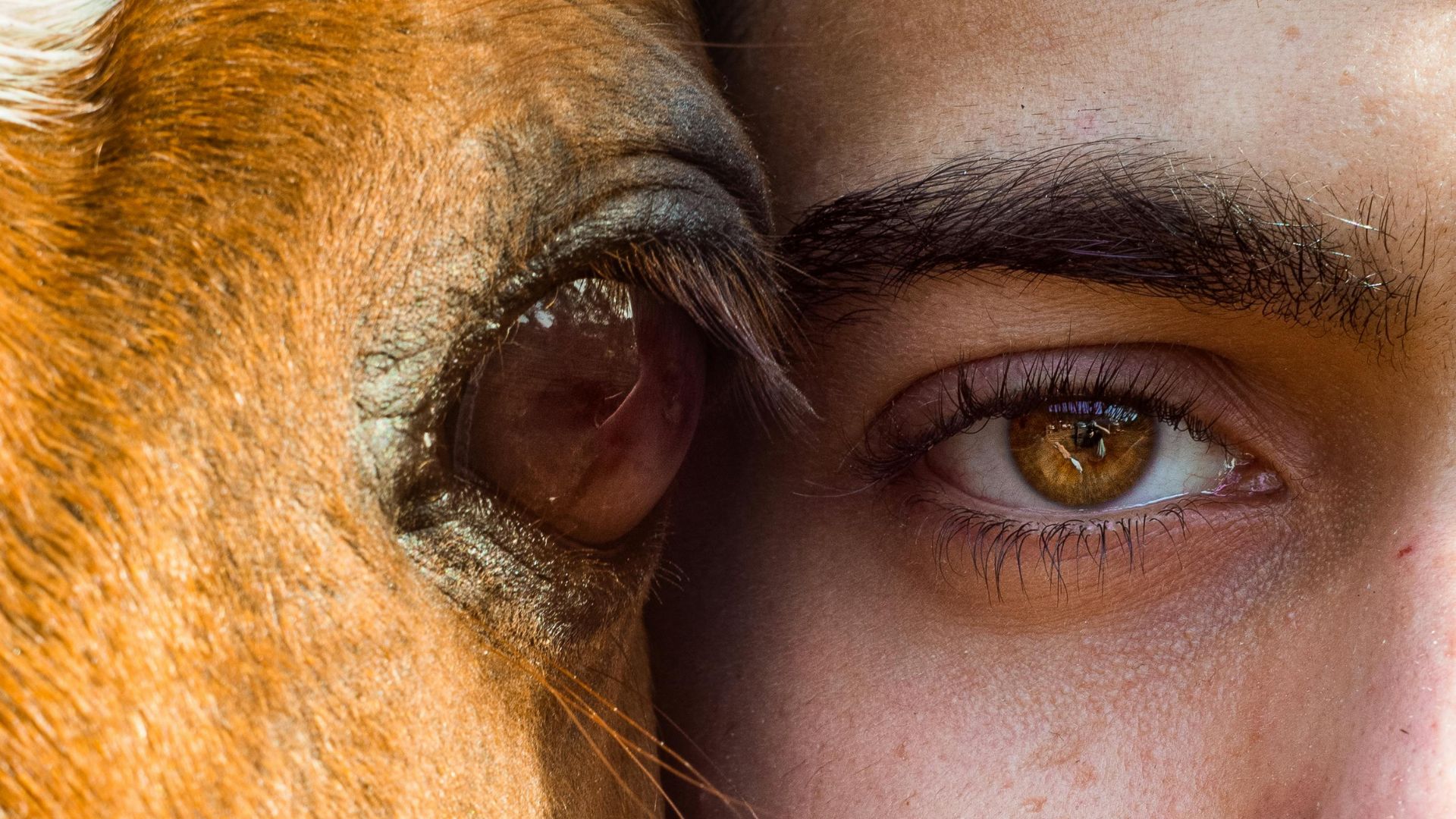 How many animals have eyelashes? | Ep26