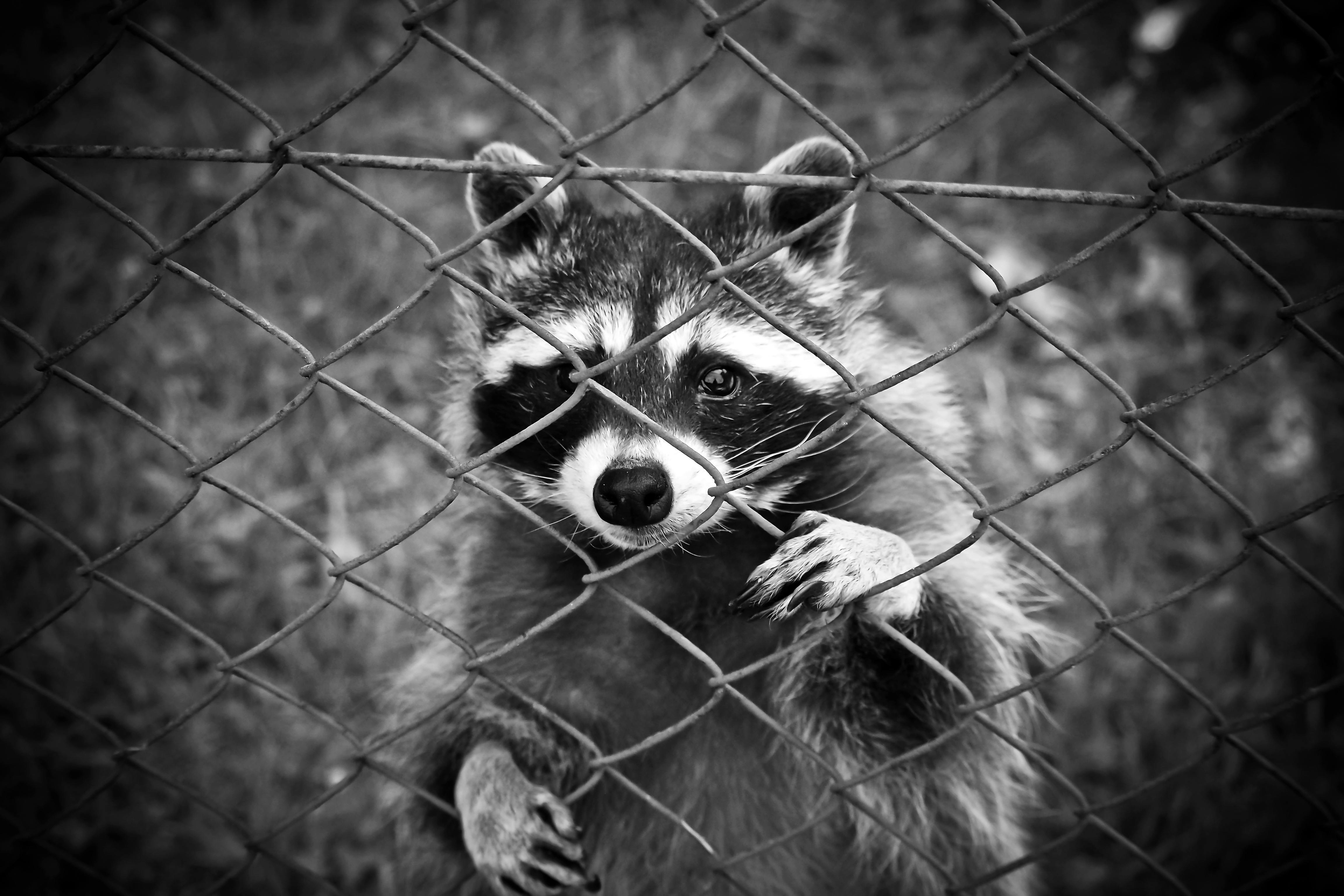 The importation of raccoons has already been banned in Taiwan. The proposed ban of ownership has critics questioning the local governments’ ability to monitor and accommodate confiscated animals without sufficient staff. (Photo: Pixabay)