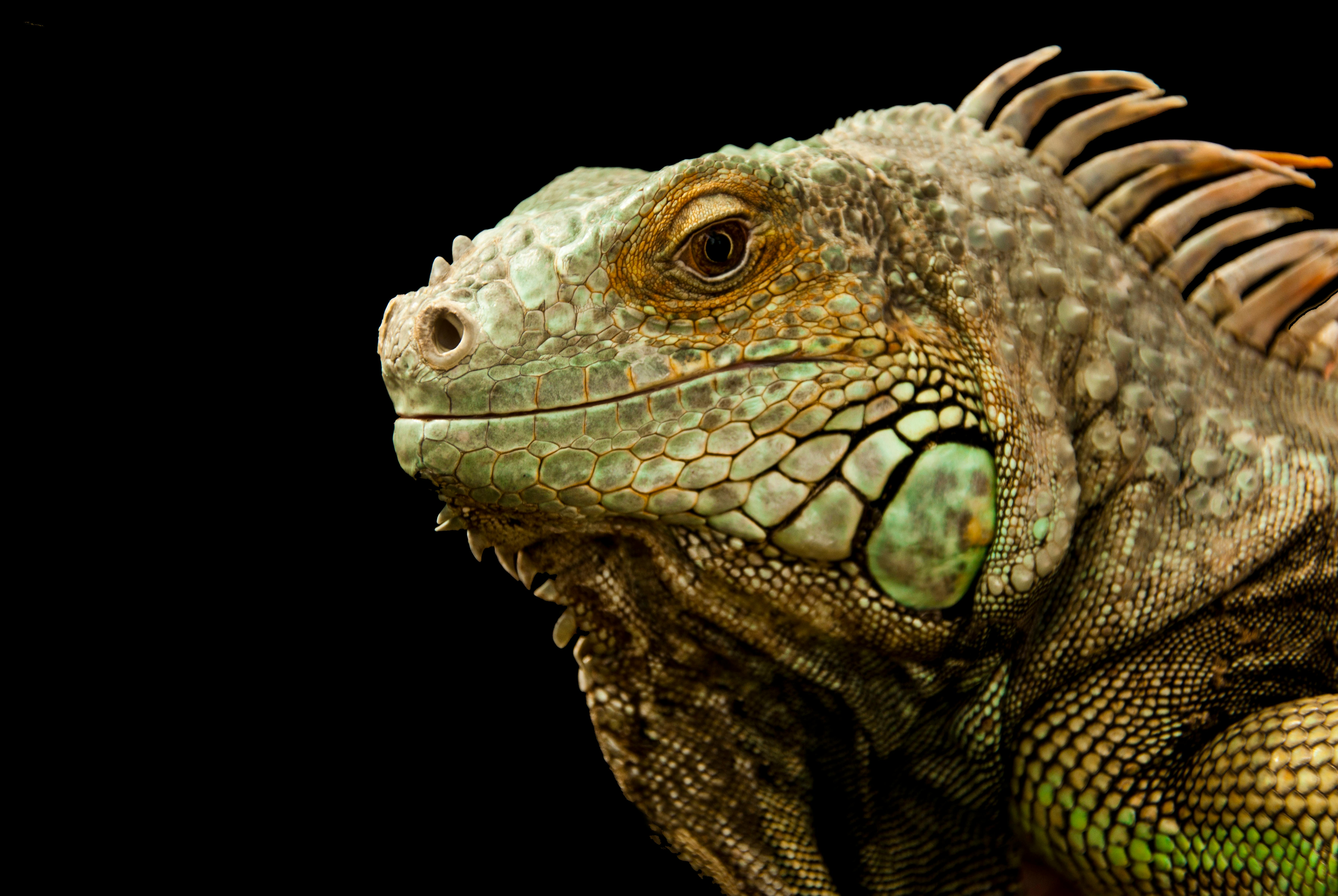 Lizards back on the chopping block as more cities reinstate bounty | Ep29