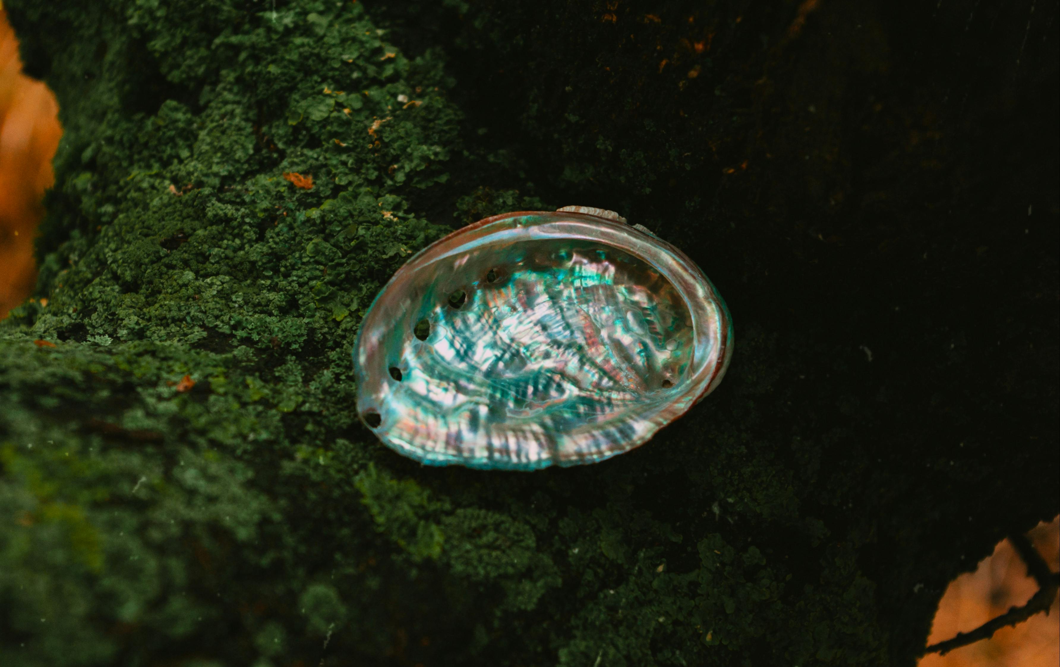 People were using abalone shells 100,000 years ago | Ep30