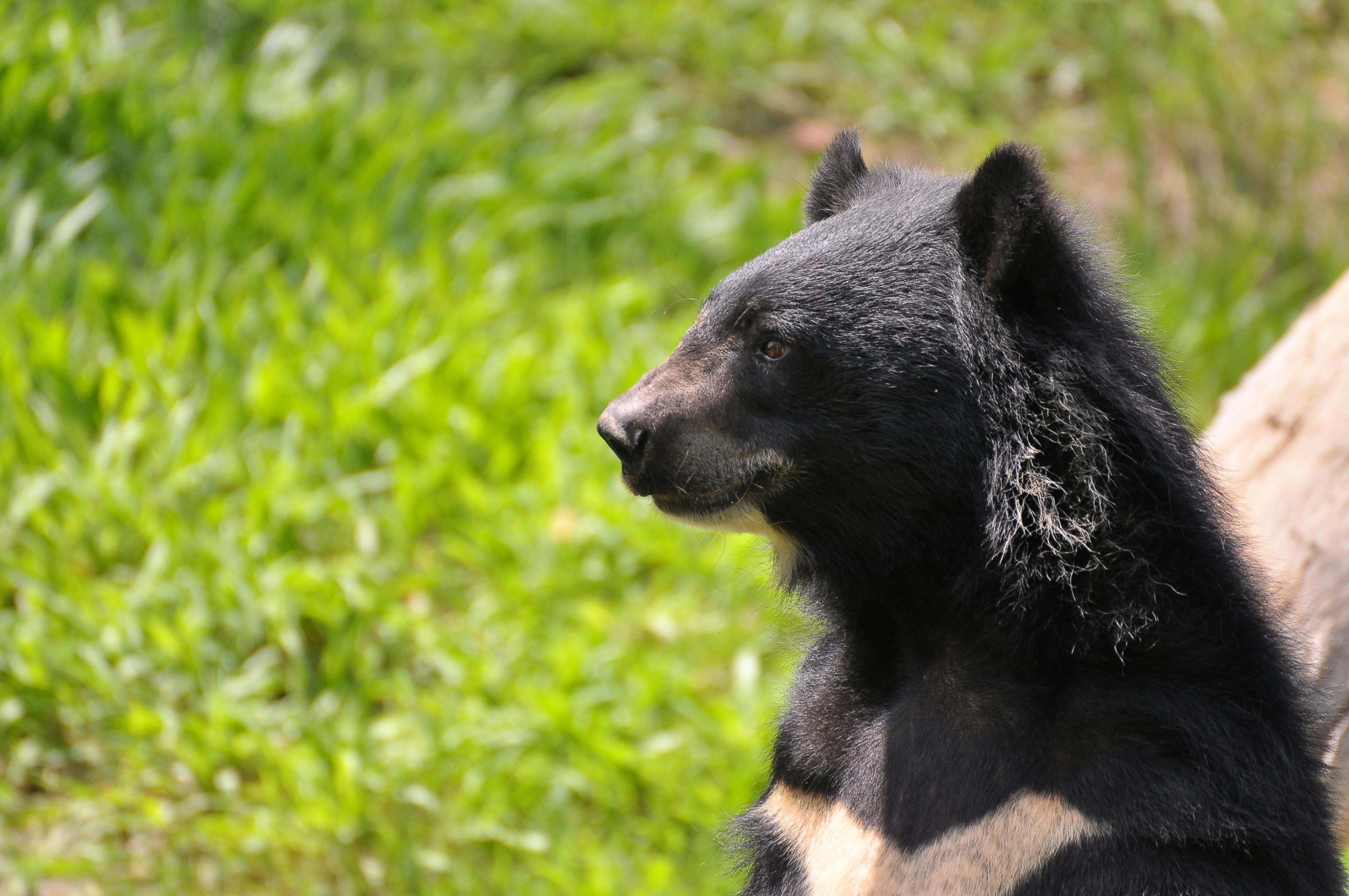 A Formosan black bear. (Photo: Picas Joe)