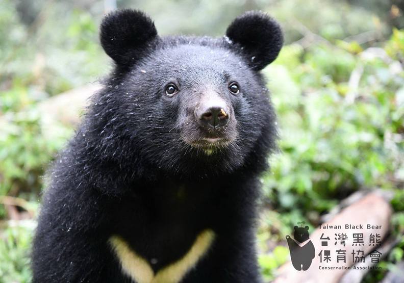 The Formosan black bear belongs to the Asiatic black bear species, known for the white "v" on the chest. (Photo: Taiwan Black Bear Conservation Association)