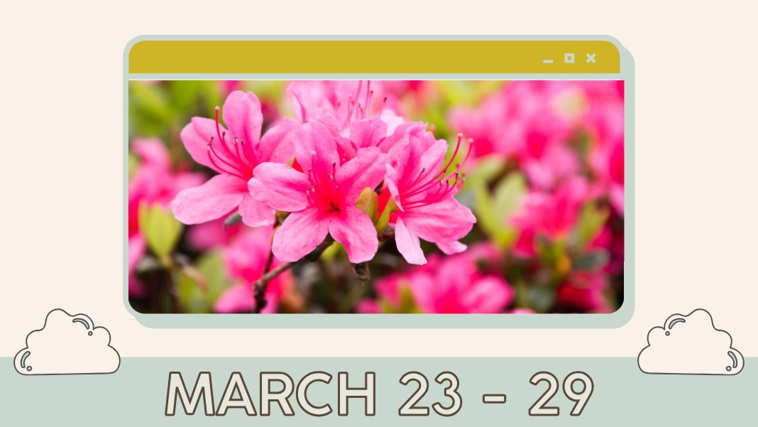 Taipei's Azalea Festival paints sections of the Da'an Forest Park in soft hues of pink for the entire month of March! (Photo via Canva)