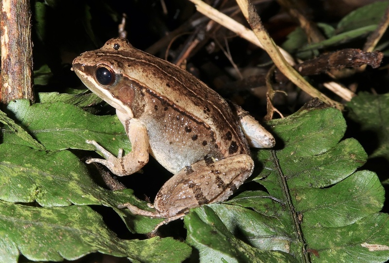 This musical frog species is only found in Taiwan | Ep38