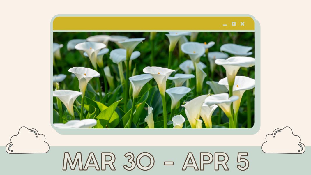 Taiwan's Zhuzihu Calla Lily festival is likely the most iconic of all of Taiwan's yearly flower festivals, and will take you to pristine mountain farms on Yangminshan. (Photo via Canva)