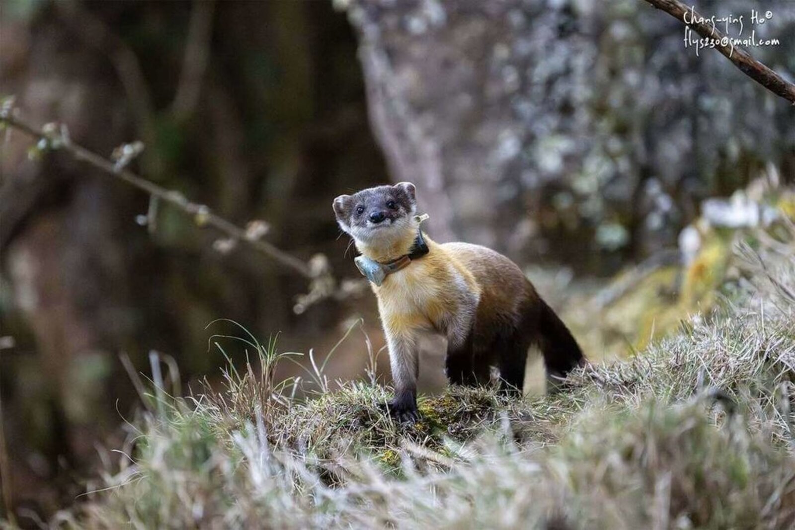 Taiwan's weasel weasels their way toward new prey | Ep41