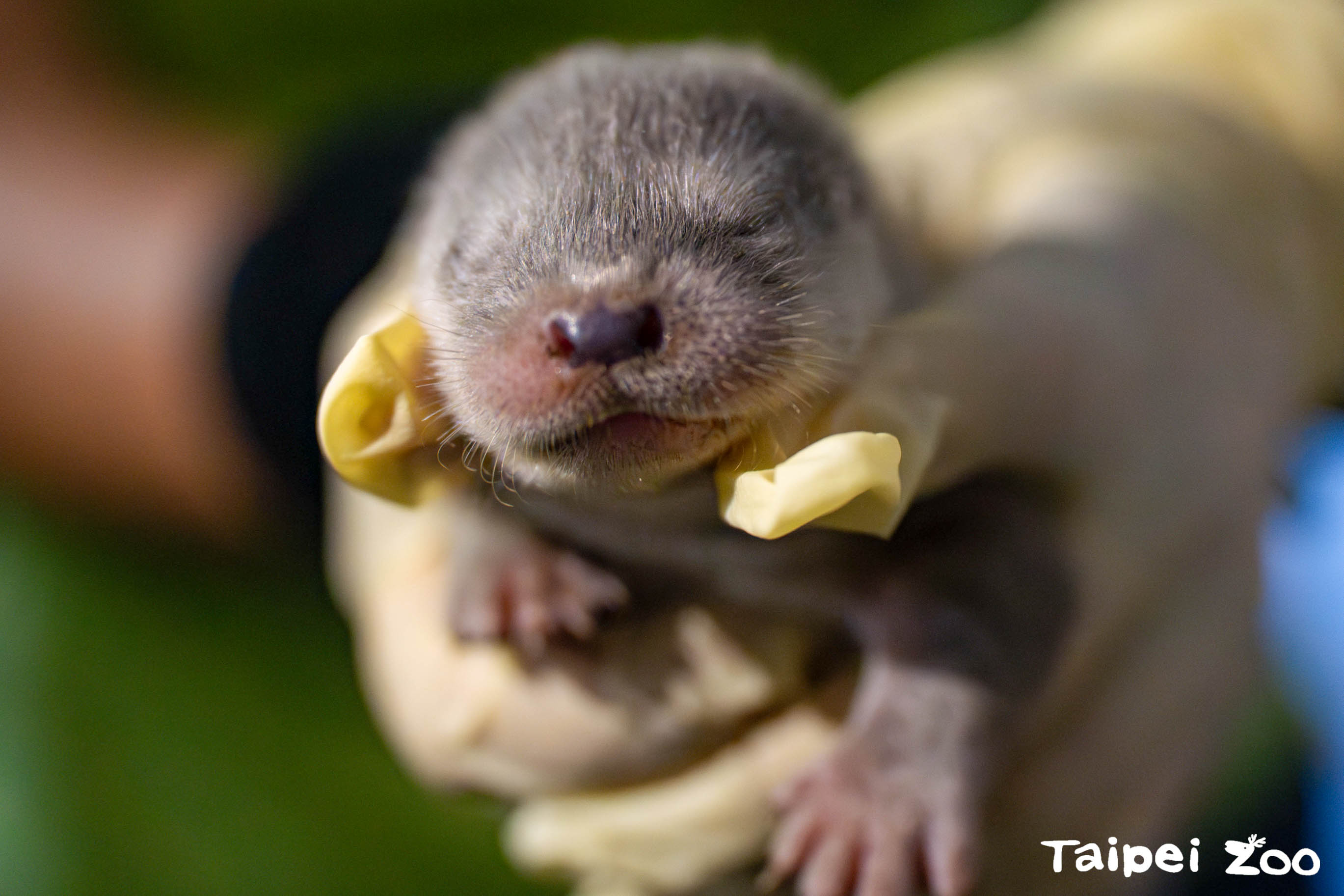 At about 30 days old, a baby Eurasian otter was sent to the Taipei Zoo's Conservation Research Center after being rescued from Kinmen Island in 2019. (Photo: Taipei City Government website)